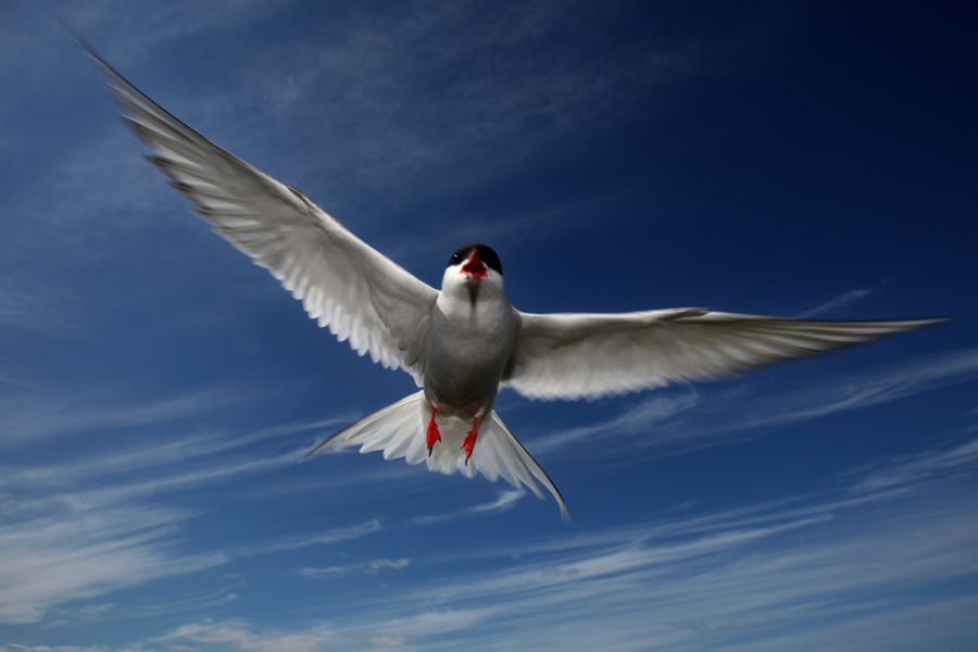 Arctic Tern Soaring