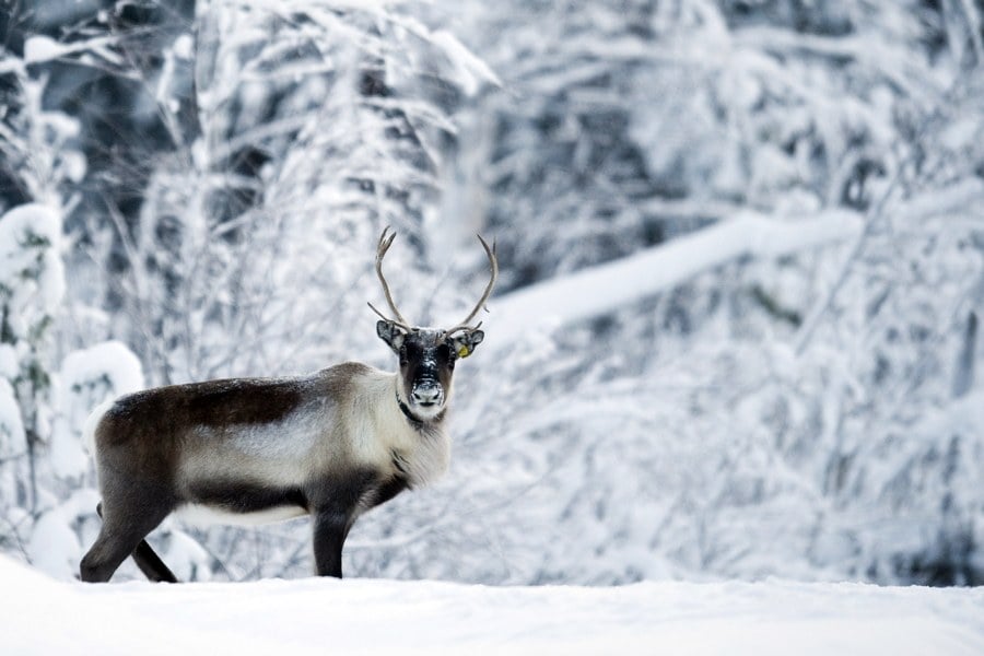 Caribou In Snow