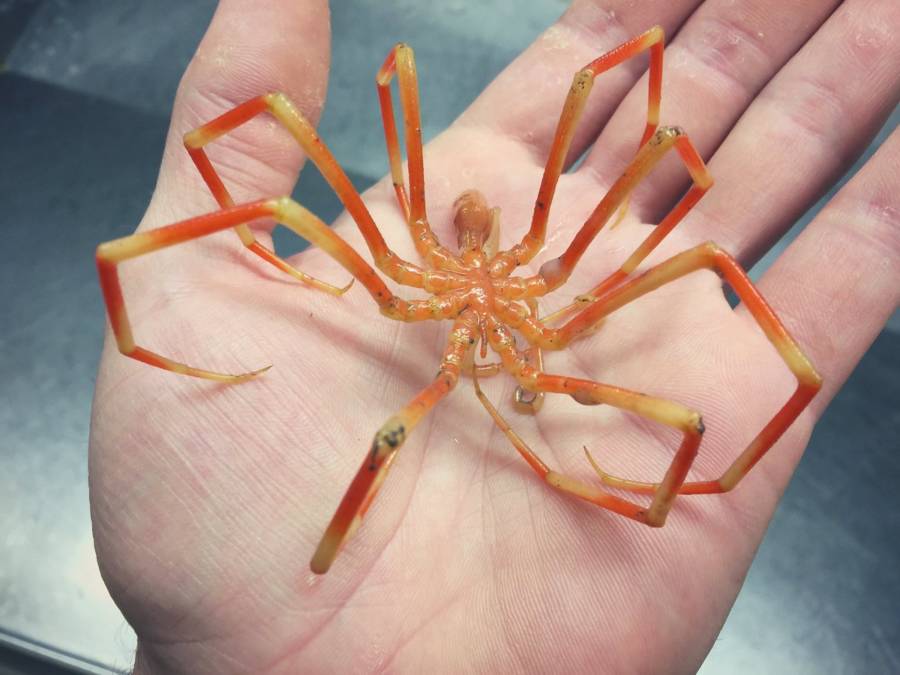 Spider Crab